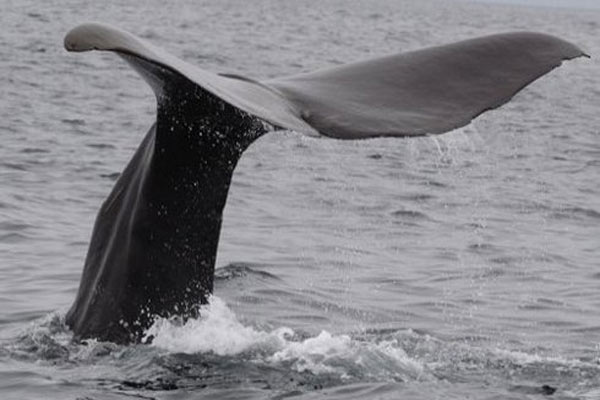 Rzadko występujące wieloryby wokół Islandii
